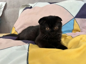 Pisoiaș de Elită, rasă pură Scottish Fold, cu Pedigree - poze reale