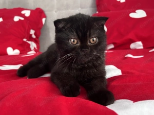 Rasă pură Scottish Straight, motănel cu pedigree și Carnet de Sănătate - imagine 3