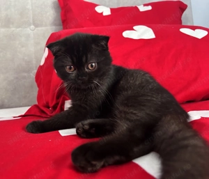 Rasă pură Scottish Straight, motănel cu pedigree și Carnet de Sănătate