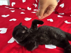 Rasă pură Scottish Straight, motănel cu pedigree și Carnet de Sănătate - imagine 2