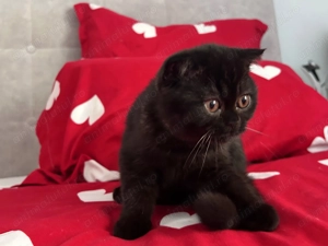 Rasă pură Scottish Straight, motănel cu pedigree și Carnet de Sănătate - imagine 4