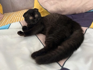 Rasă pură Scottish Straight, motănel cu pedigree și Carnet de Sănătate - imagine 4