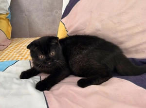 Rasă pură Scottish Straight, motănel cu pedigree și Carnet de Sănătate - imagine 5