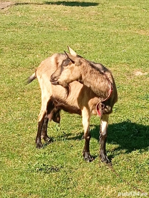 capre Alpin franceza - imagine 2