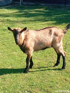 capre Alpin franceza - imagine 5