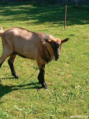 capre Alpin franceza