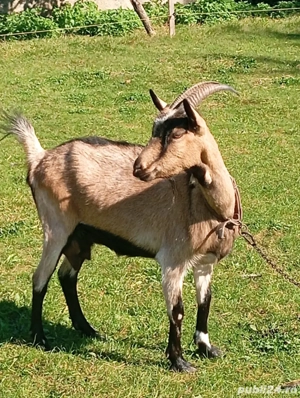 capre Alpin franceza - imagine 3