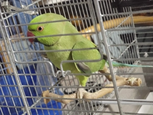 Papagal micul alexandru 