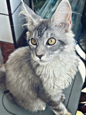 Vând pisicuță Maine Coon cu Pedigree 