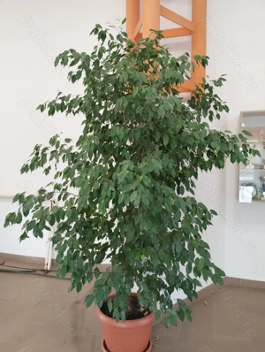 Ficus Benjamina 