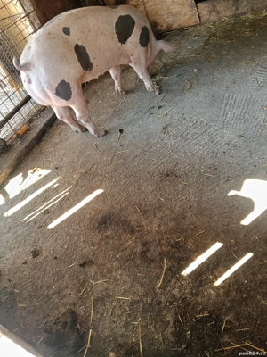 vand scrofita petrean belgian