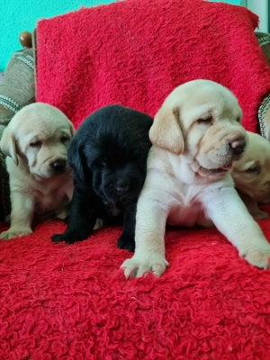 Labrador Retriever Aurii și Negru masculi disponibili imediat. - imagine 3
