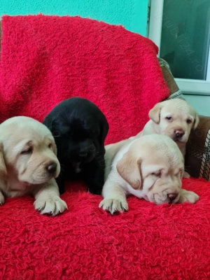 Labrador Retriever Aurii și Negru masculi disponibili imediat. - imagine 2