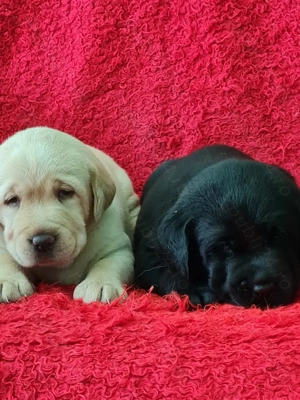 Labrador Retriever Aurii și Negru masculi disponibili imediat.