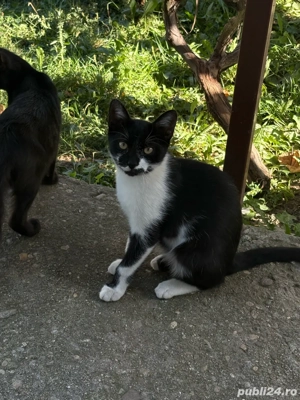 donez pui de pisicuta,foarte dragalasi,care isi cauta un camin iubitor - imagine 4 donez pui de pisicuta,foarte dragalasi,care isi cauta un camin iubitor - imagine 4