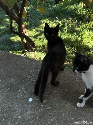 donez pui de pisicuta,foarte dragalasi,care isi cauta un camin iubitor - imagine 3 donez pui de pisicuta,foarte dragalasi,care isi cauta un camin iubitor - imagine 3