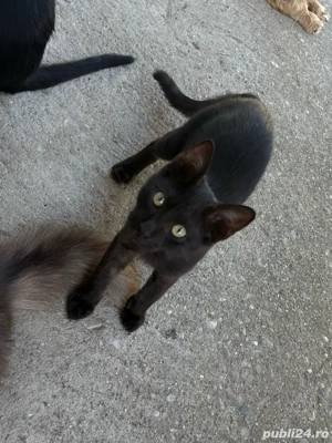 donez pui de pisicuta,foarte dragalasi,care isi cauta un camin iubitor - imagine 5 donez pui de pisicuta,foarte dragalasi,care isi cauta un camin iubitor - imagine 5