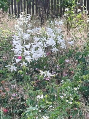 Se vinde casă la țară ,