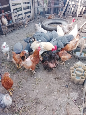 Vind 4 bibilici din Mai.