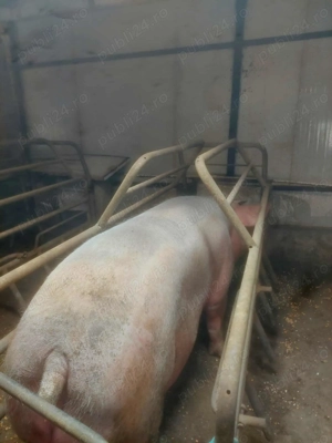 Scroafa TN 70 pentru sacrificat sa reproductie 