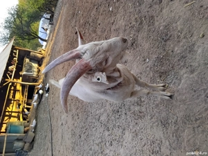 Vand țap metis cu saanen - imagine 2