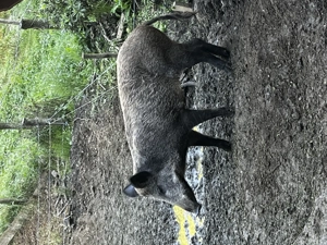 Scroafa mistreț  - imagine 3