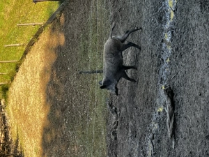 Scroafa mistreț  - imagine 2