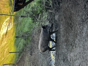 Scroafa mistreț  - imagine 4