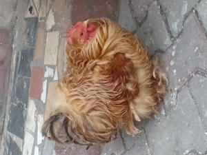 Pereche gainusa si cocosel rasa cochinchin frizat.