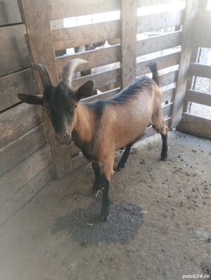 Țapi alpini de vanzare - imagine 2 Țapi alpini de vanzare - imagine 2