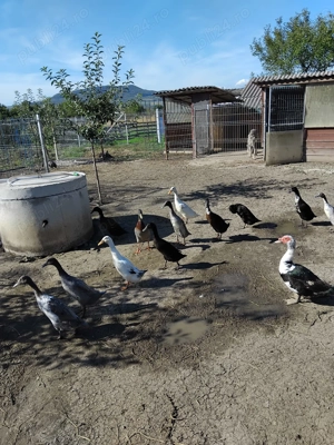 Rațe indiene pui și adulte - imagine 5