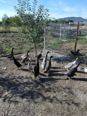 Rațe indiene pui și adulte - imagine 4