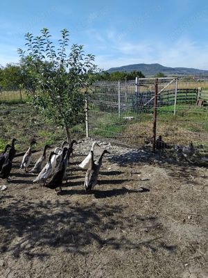 Rațe indiene pui și adulte