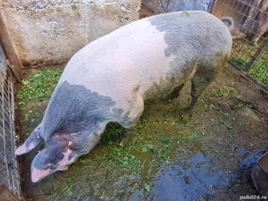 Scroafa gestanta  - imagine 2