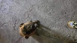 Catel de vânzare  - imagine 3 Catel de vânzare  - imagine 3