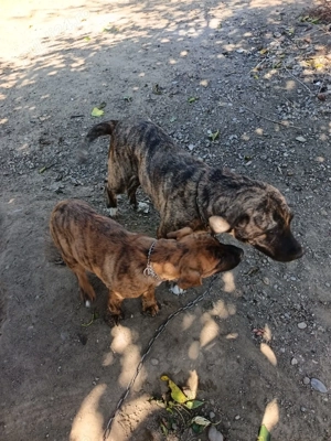 Catel de vânzare  - imagine 4 Catel de vânzare  - imagine 4