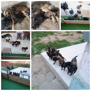 vand căței ciobănești belgieni - imagine 2