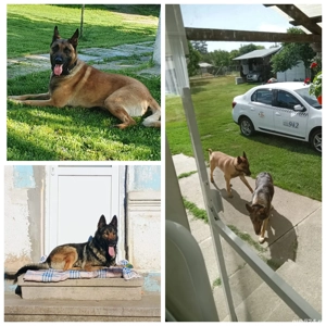 vand căței ciobănești belgieni - imagine 3