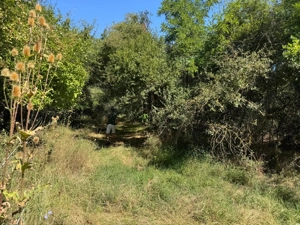 De închiriat   29,5 ha pădure cu lac 15 ha   evenimente, pescuit   DN Caracal-Alexandria