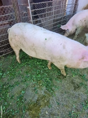 Porc pentru sacrificat 