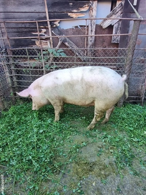 Porc pentru sacrificat  - imagine 2