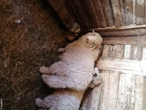 Vând sau schimb  - imagine 3