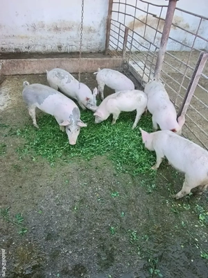 Purcei  10 saptamani - imagine 2 Purcei  10 saptamani - imagine 2