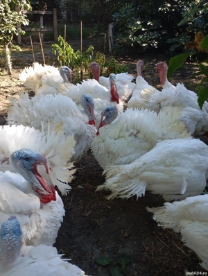 Curcani crescuți bio, între 16-22 de kg, de vânzare,30-35 Ron per kg!