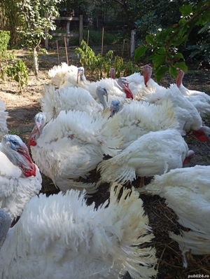 Curcani crescuți bio, între 16-22 de kg, de vânzare,30-35 Ron per kg! - imagine 3 Curcani crescuți bio, între 16-22 de kg, de vânzare,30-35 Ron per kg! - imagine 3