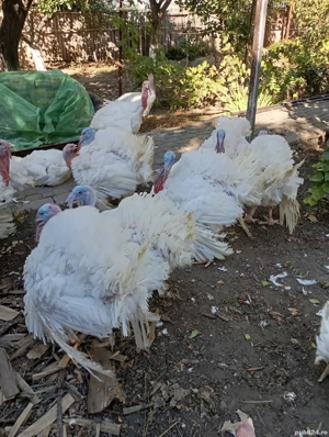 Curcani crescuți bio, între 16-22 de kg, de vânzare,30-35 Ron per kg! - imagine 2 Curcani crescuți bio, între 16-22 de kg, de vânzare,30-35 Ron per kg! - imagine 2