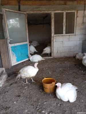 Pui și curci crescuți bio de vânzare!Puii 20-25 Ron per kg,curcile 30-35 Ron per kg!