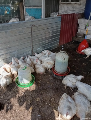Pui și curci crescuți bio de vânzare!Puii 20-25 Ron per kg,curcile 30-35 Ron per kg! - imagine 3
