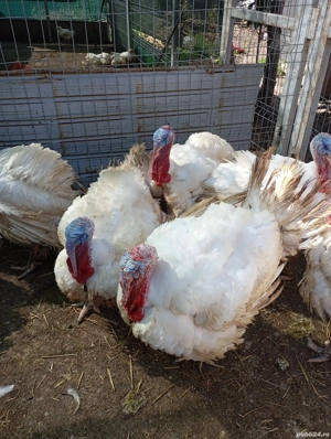 Pui și curci crescuți bio de vânzare!Puii 20-25 Ron per kg,curcile 30-35 Ron per kg! - imagine 4