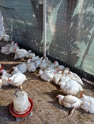 Pui și curci crescuți bio de vânzare!Puii 20-25 Ron per kg,curcile 30-35 Ron per kg! - imagine 5